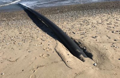 Il bubo nero che fuoriesce dalla spiaggia