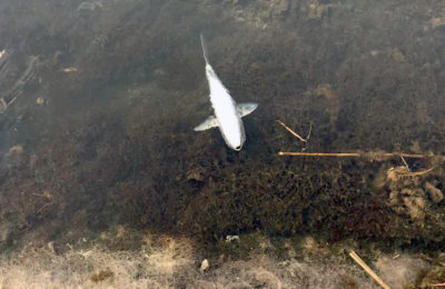 Pesci morti nei Laghi di Sibari